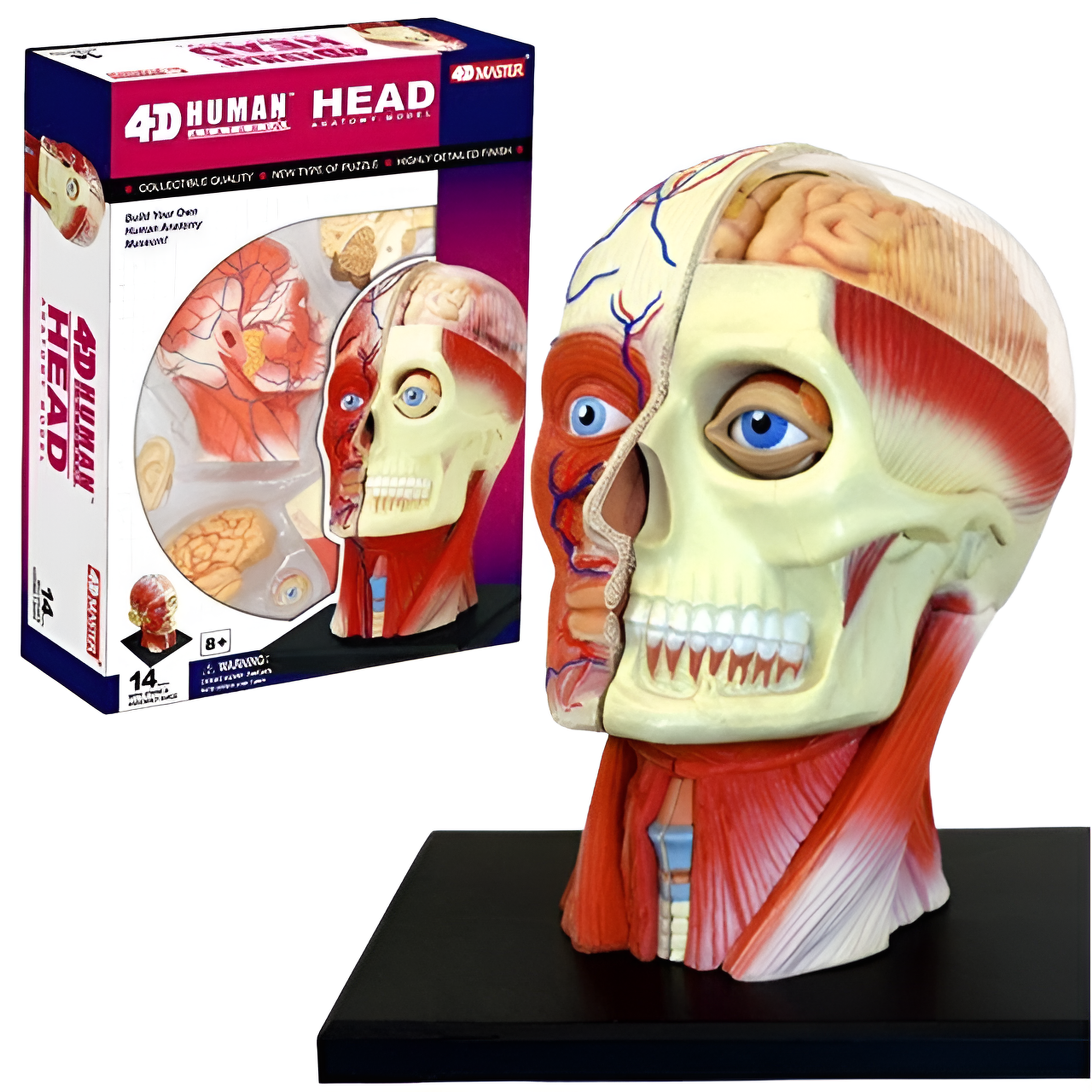 4D Human頭頸組合模型– 泛科市集